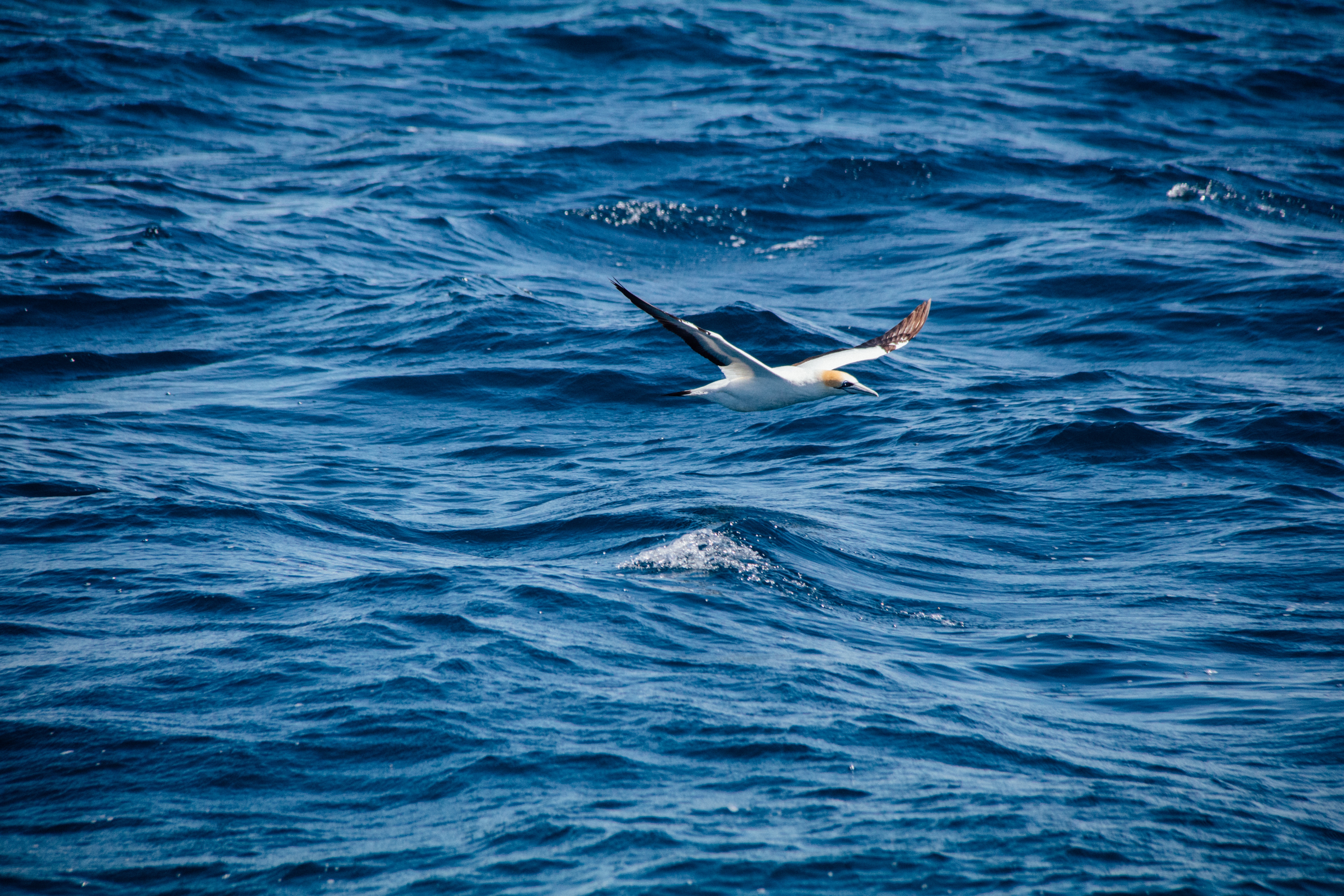 A bird flying over the ocean