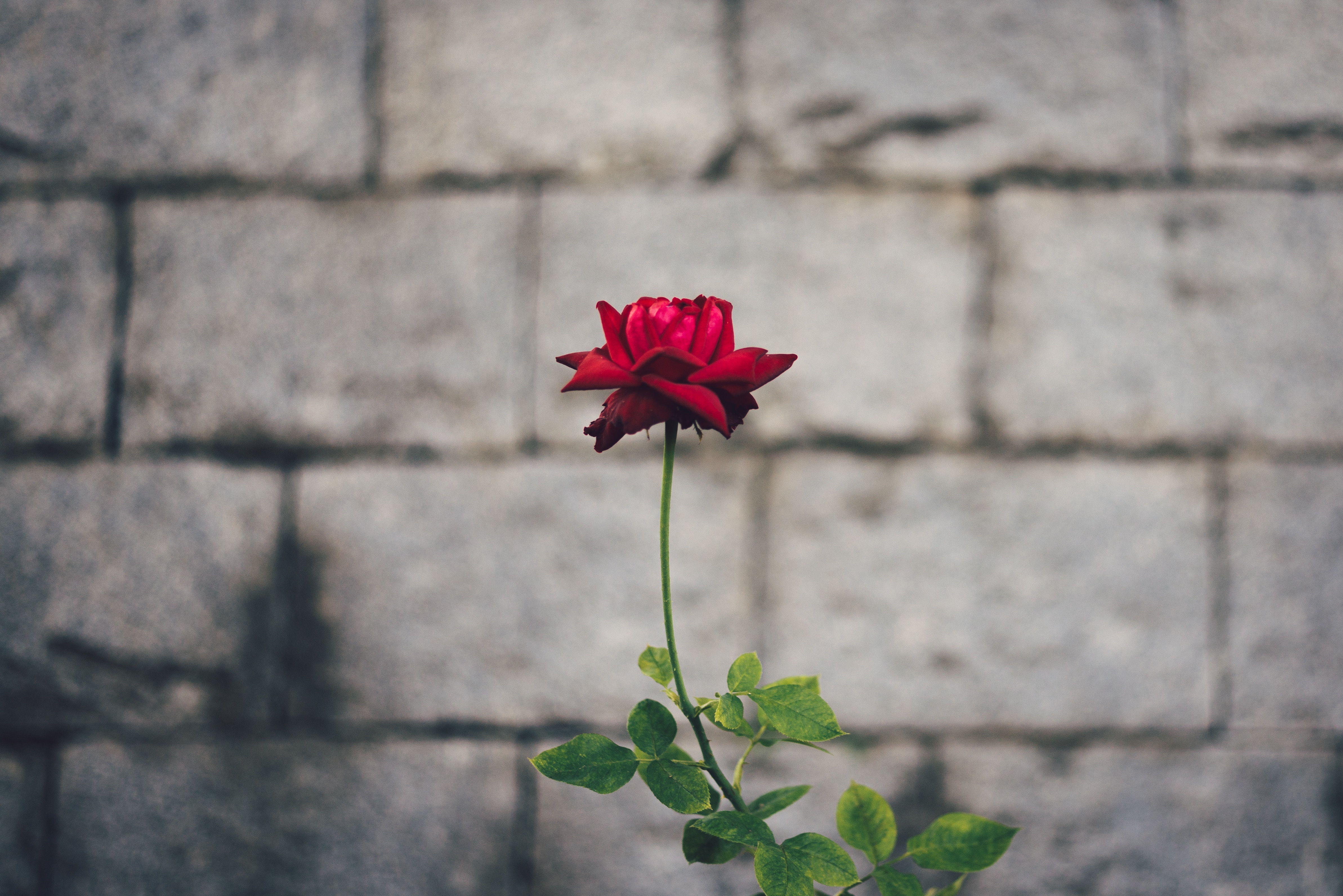 A single red flower with a brick background