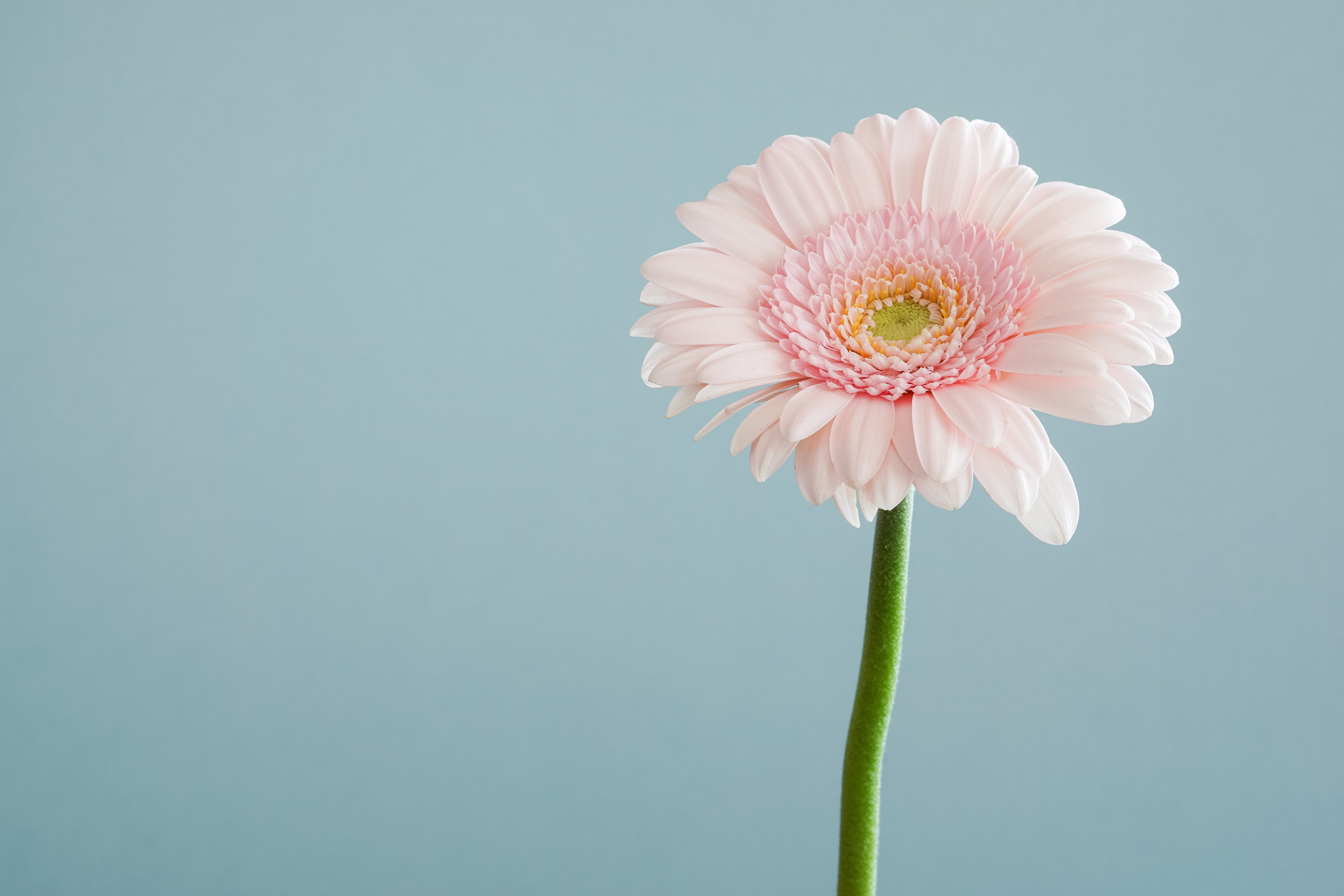 Close-up of a pastel pink gerbera flower
